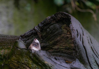 A polecat, lat. Mustela putorius, hides in a large knothole, so that only the animal's nose is visible.