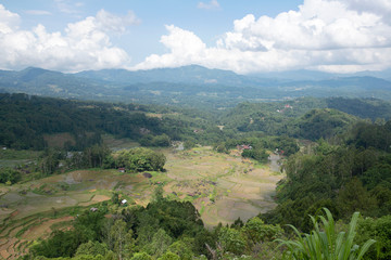 Green and brown rice terrace fields in Tana Toraja, South Sulawesi, Indonesia