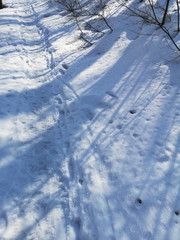 Shadows of trees in the snow in the winter landscape