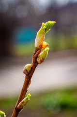 The Blooming branches of the Currant Bush.