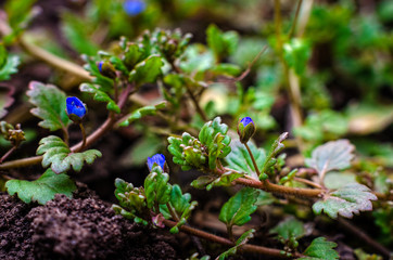 The first spring flowers.