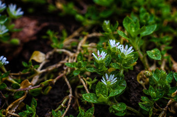 The first spring flowers.