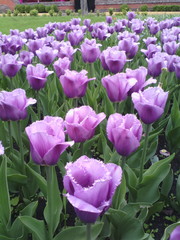 Fototapeta premium tulips in the garden