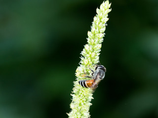 working bee looking some food to cook honey on flower