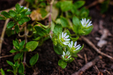 The first spring flowers.