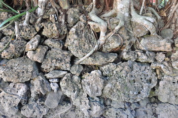 琉球石灰岩