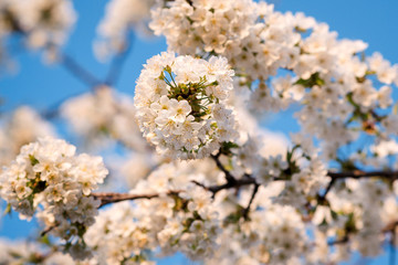 White cherry flowers. Beautiful spring flowering trees. Background with blooming flowers in sunny spring day.