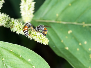 working bee looking some food to cook honey on flower