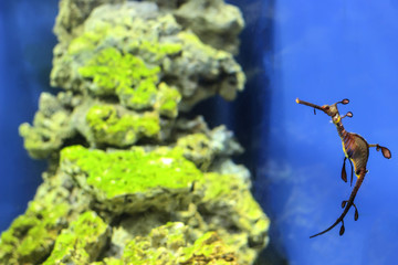 Sea Dragon fish closeup in the aquarium background