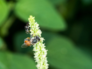 working bee looking some food to cook honey on flower