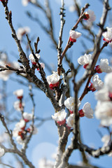 spring white cherry blossoms