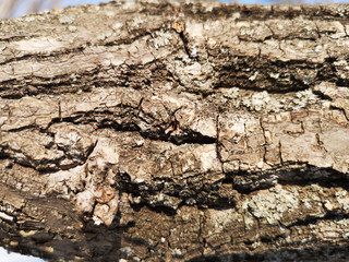 Texture of old tree bark closeup in Russia in daylight