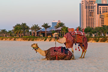 Camels on Dubai Marina sand Beach