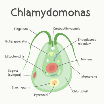Chlamydomonas - the structure of the microorganism. Vector graphics.