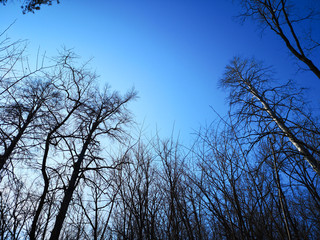 Bare branches of a dark tree against a blue sky in winter