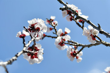 spring white cherry blossoms