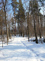 Winter Russian forest landscape with trees in early spring, melting snow