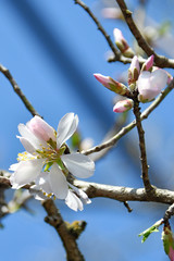 spring white apple tree flowers