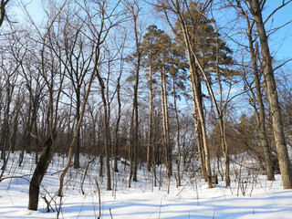 Winter Russian forest landscape with trees in early spring, melting snow