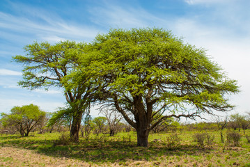 Fototapeta na wymiar Pampas tree Landscape