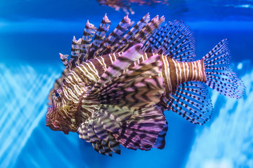 The red lionfish (Pterois volitans) fish closeup in the blue aquarium.