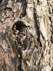Texture of pine bark closeup in March in daylight