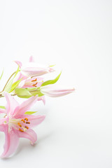 Obraz premium ピンクのユリ