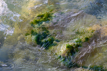 stones with green algae in clear sea water