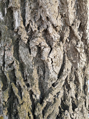 Texture of old tree bark closeup in Russia in daylight