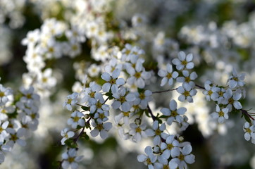 Winzige weiße Blüten an einem Busch