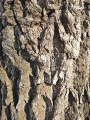 Texture of old tree bark closeup in Russia in daylight