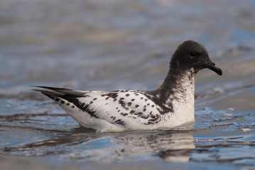 Cape Petrel, Antartic bird, Antártica