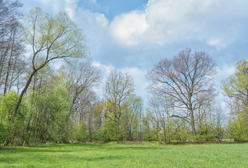 Spring forest and meadow landscape in sunny day.