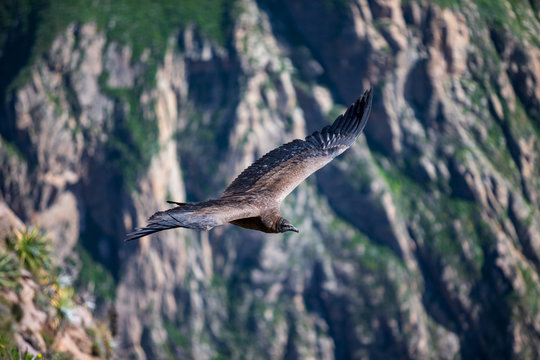 Majestic adult condor gliding over the colca canyon valley near chivay in peru