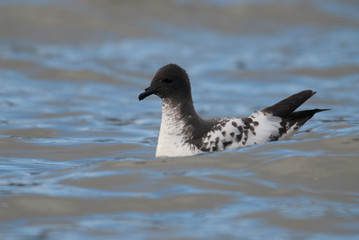 Cape Petrel, Antartic bird, Antártica