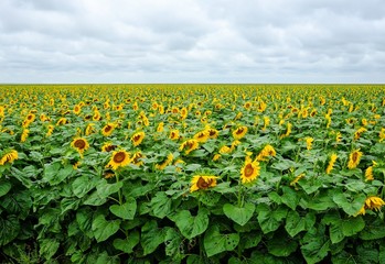 Fototapeta na wymiar Sunflower field with cloudy sky. Nature background.