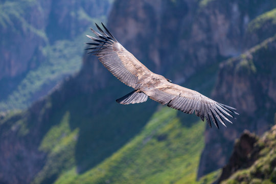 Large majestic condor gliding past cliffs in Colca canyon calley near Chivay Peru