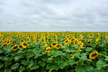Fototapeta na wymiar Sunflower field with cloudy sky. Nature background.