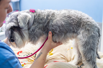 Veterinarian auscultating a miniature schnauzer at a veterinary clinic