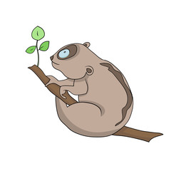 Color vector illustration, image of a cartoon funny wild animal, lory