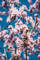 Almond trees in Quinta de los Molinos park in Madrid