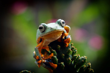Tree frog, Flying frog on multi color background