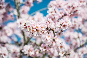 Almond trees in Quinta de los Molinos park in Madrid