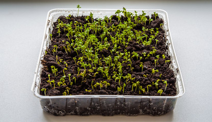 Lettuce sprouts grow indoors-image