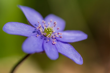 Leberblümchen - Frühlingsboten