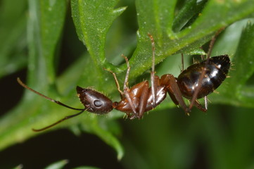 macro
