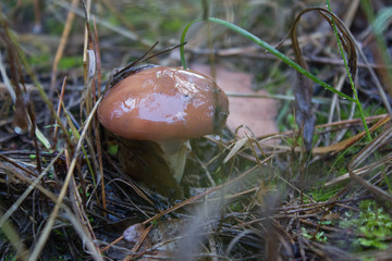 mushroom