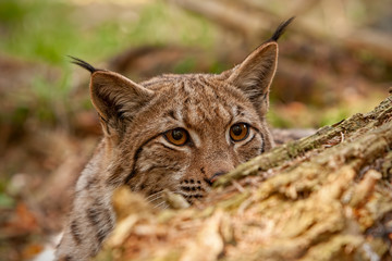 Naklejka na ściany i meble Eurasian lynx. lynx lynx, hidden behind fallen tree peeking out. Endangered wild predator with stealthy look. Animal on a hunt.