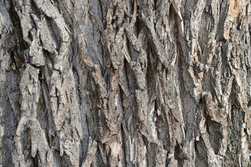 Old tree bark texture background close up