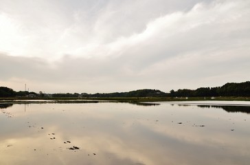 Fototapeta premium Rice field in Hitachinaka, Ibaraki, Japan